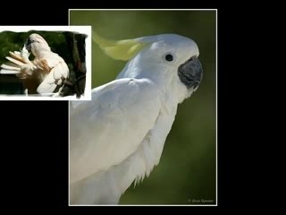 perroquet: le cacatoès