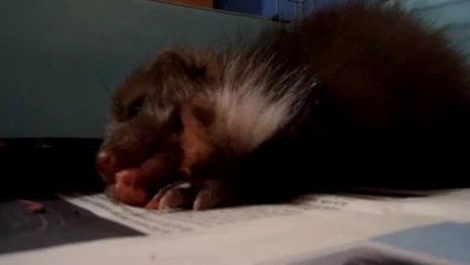 fouine mâle de 5 semaines