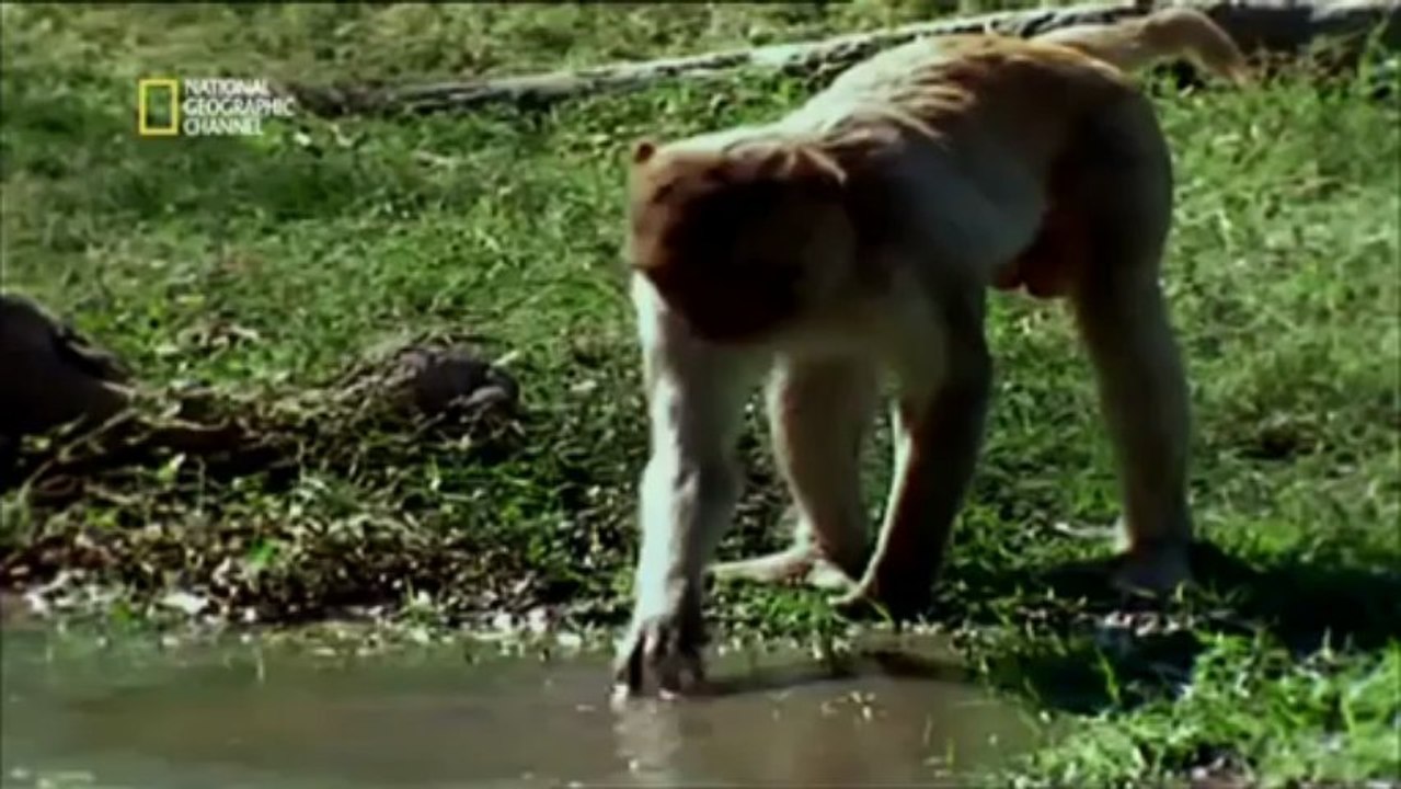 Le chupacabra : Alien ou animal - extraterrestre?