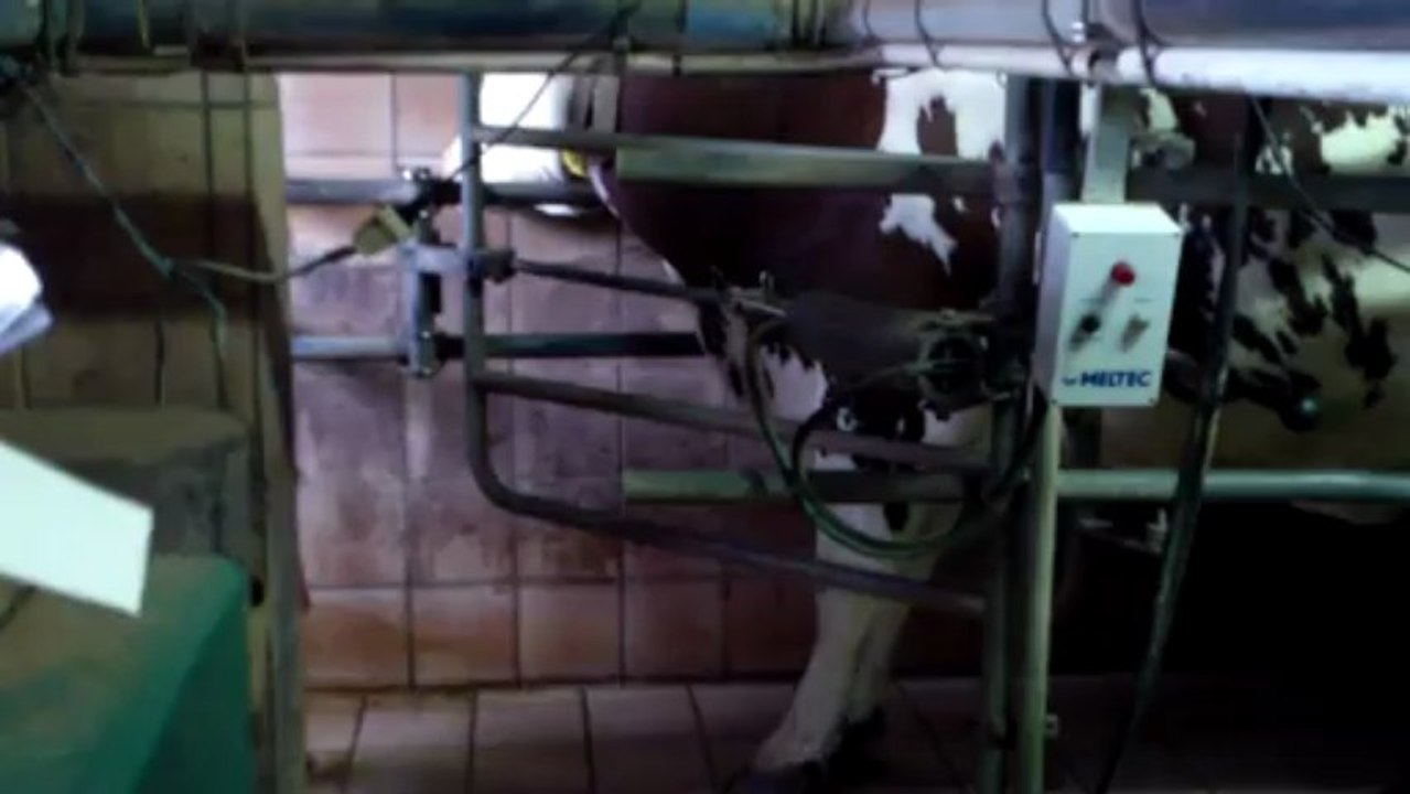 les vaches