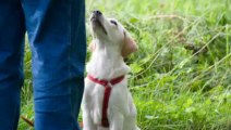 Dog Training Secrets - Dog Obedience Training by Secrets To Dog Training