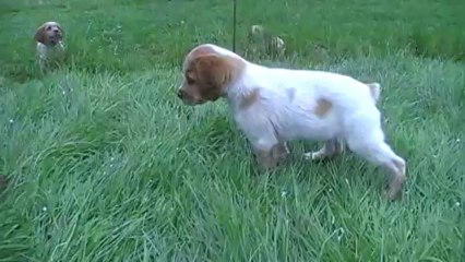 M4A  arrêt mâle 4  sur plume