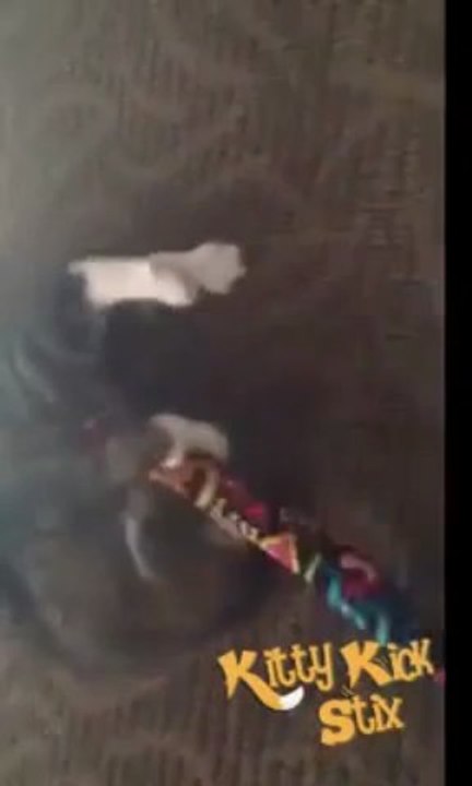 check out www.kittykickstix.com. For Catnip Toy, Cat Toys, K