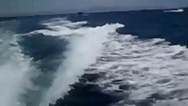 Orca Whales Chase A Speed Boat