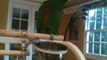 Captain eclectus is talking( still practicing)