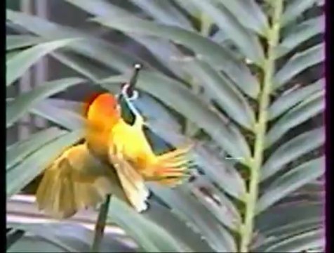 animaux d'Afrique les oiseaux épisode 4
