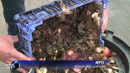 دودة الارض تحول النفايات العضوية الى سماد