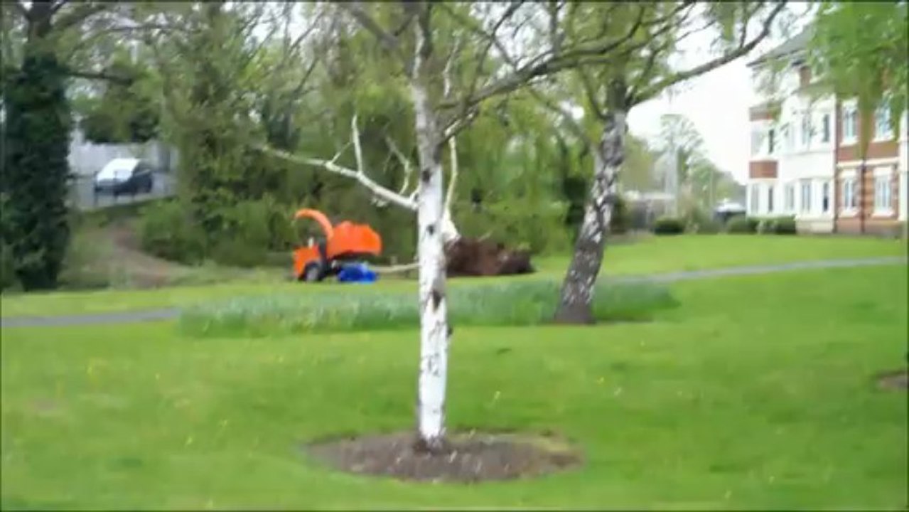 TTMA Video Challenge Video 28 - Meeting in the trees