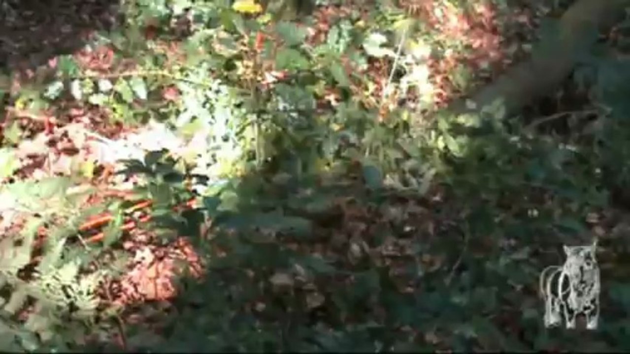 Débardage au cheval à l'aide de poulies