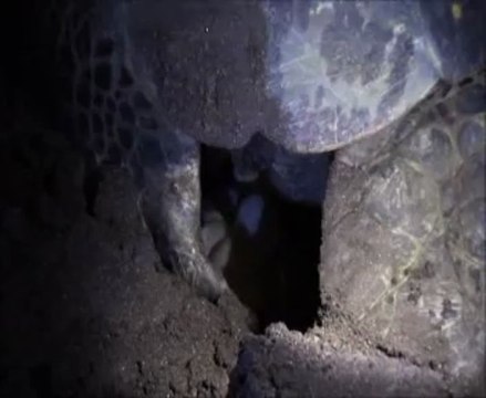 ponte d'oeufs d'une tortue marine