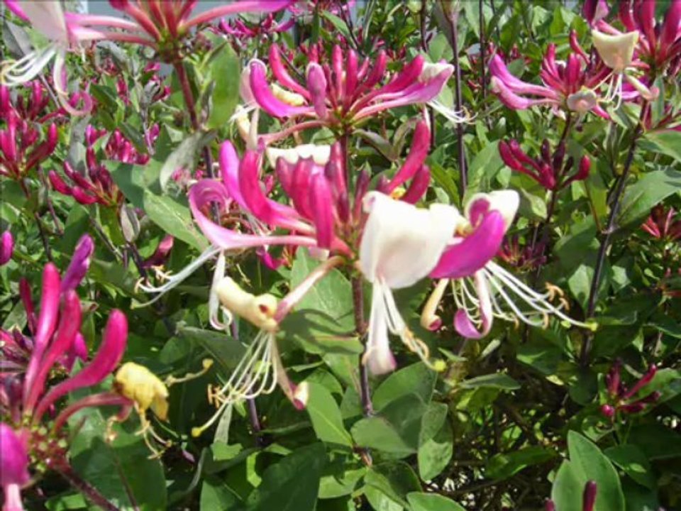 Hommage à maman - Taviet Cécile_0001