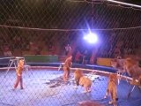 Leones atacan a los domadores del circo