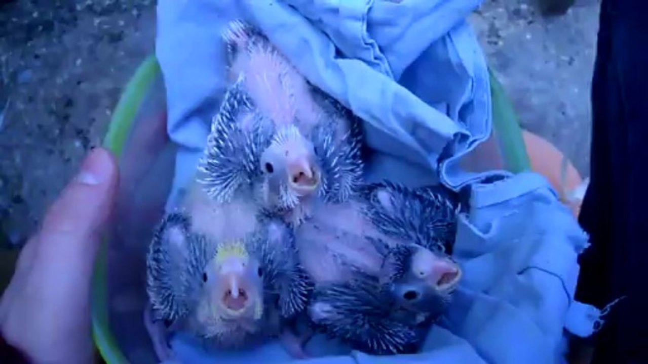 bébés calos