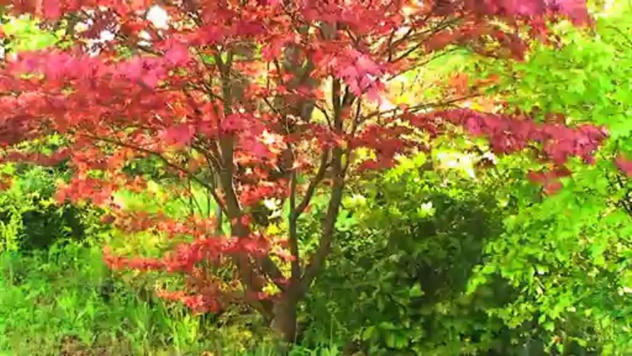 Gartentagebuch - Mai 2013