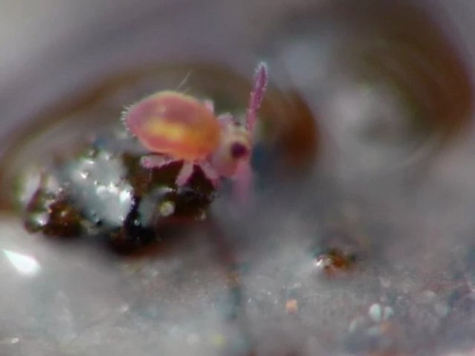 Sminthurides malmgreni, seul