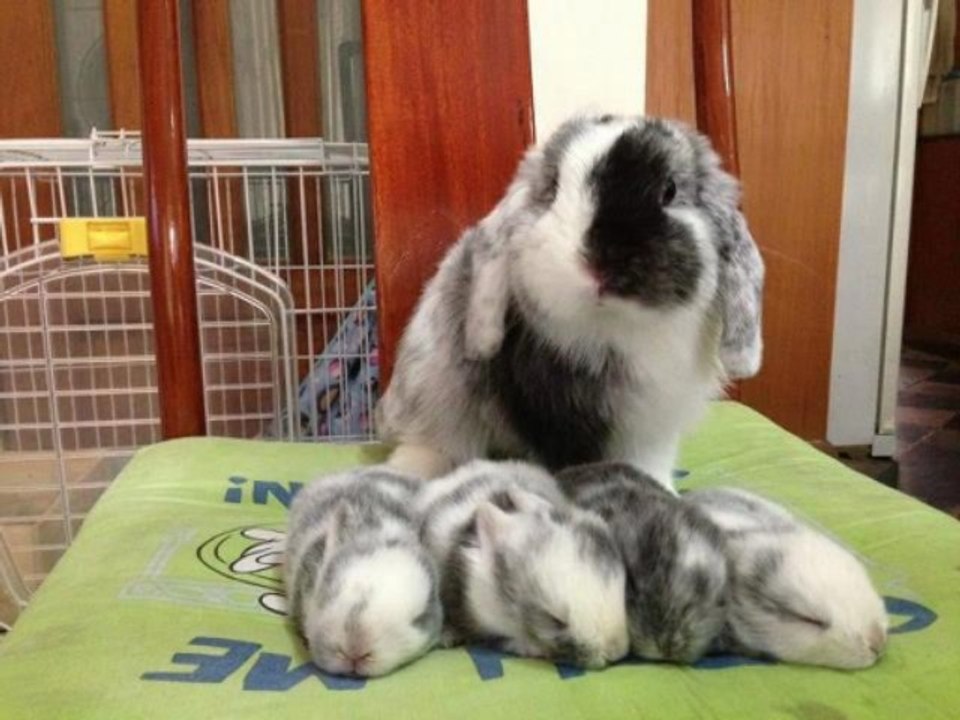 Cheap Herbal Cigarettes American Indian