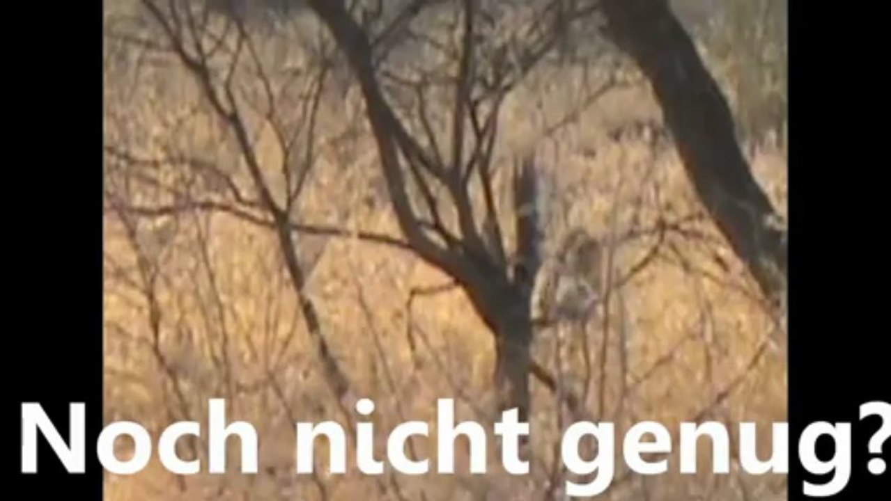 Leopard hunting