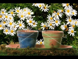 review Fifty Years of Pleasure: The Illustrated History of Publix Super Markets