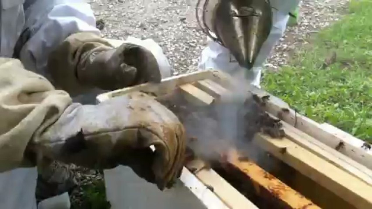 Capture d'un essaim d'abeilles à Echirolles