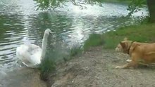 Biljoen Swan