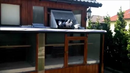 Seria 2 BB Z10 - Krótki film o gołębiach