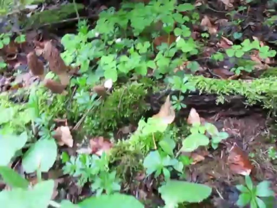 Une trentaine de morilles noires