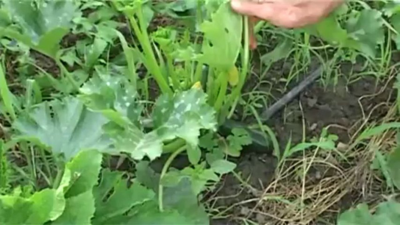 Agroforesterie