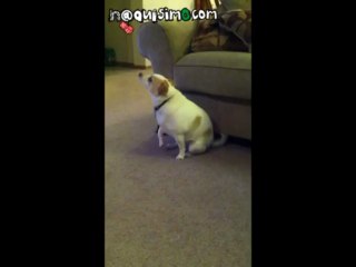 NAQUISIMO.COM - Perro Bailando Shake that