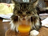 Cat Snores Into Glass Of Orange Juice