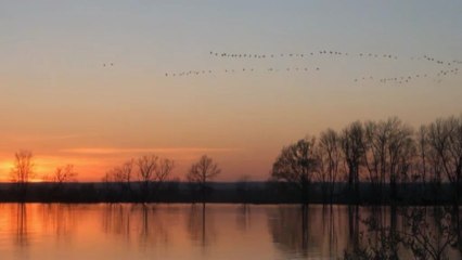 Le retour des oies sauvages et des outardes - Québec