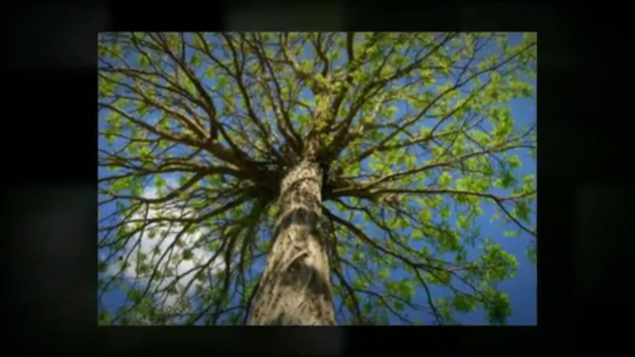 Moore Tree Service LLC (678) 832-5115