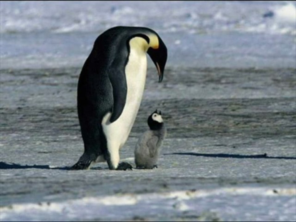 Review The Flower Farmer: An Organic Grower's Guide to Raising and Selling Cut Flowers, Revised and Expanded