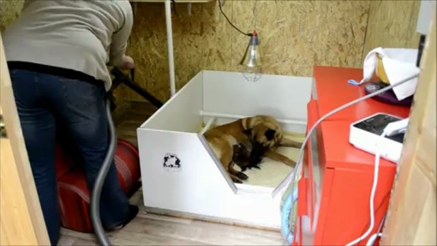 Chiots Berger Malinois âgés de 5 jours- Elevage Gaia Vlka