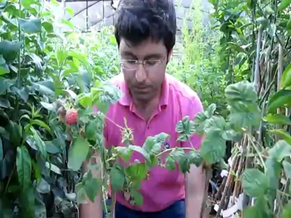 Tüplü Ahududu Fidanı Nasıl Dikilir