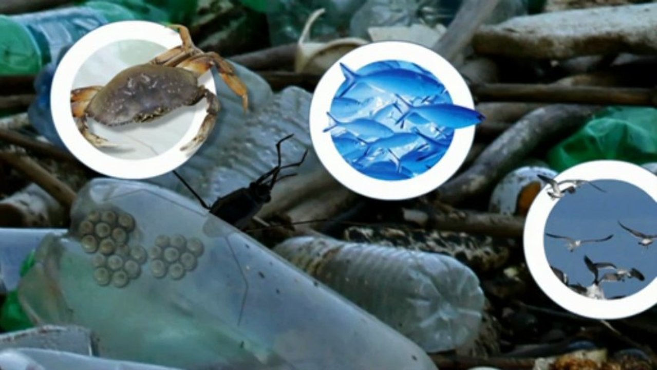 Der pazifische müllstrudel (videografik)