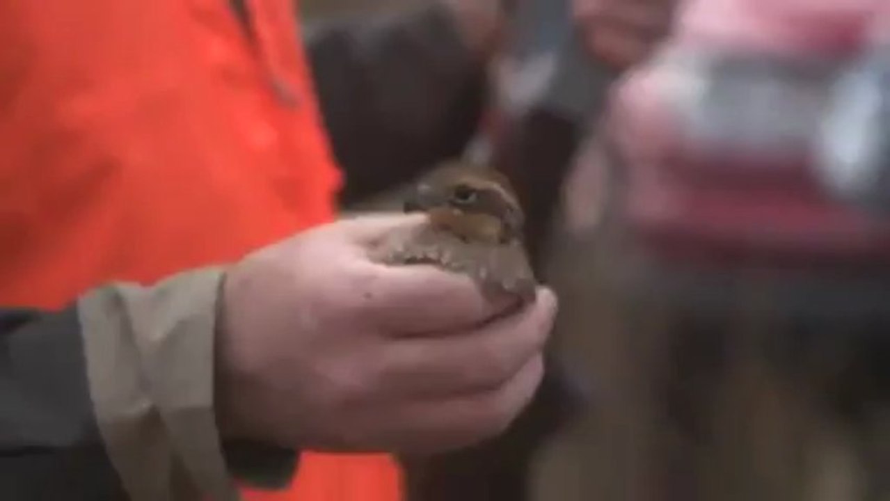 En pleine chasse, Matt Carter attrape un oiseau en plein vol avec sa main