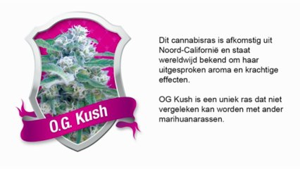 O.G. Kush *Royal Queen Seeds*