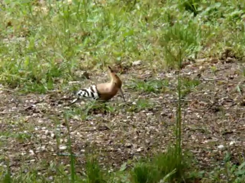 Huppe fasciée 10 05 2013 à Thenon