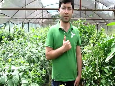 Aşılı Bodur Yarı Bodur Klasik Ançlı Armut Fidanı Dikim Mesafeleri