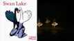 Cygnes sud-africains / Swan Lake