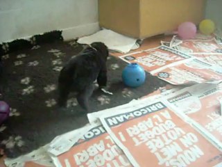 13 mai 2013 : mâle blanc (après le repas)