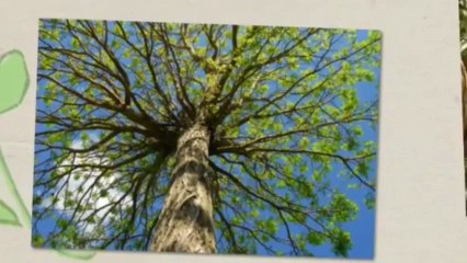 Darryl Hamilton Tree Service (386) 566-5147