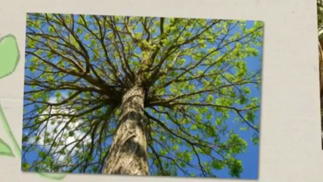 Darryl Hamilton Tree Service (386) 566-5147