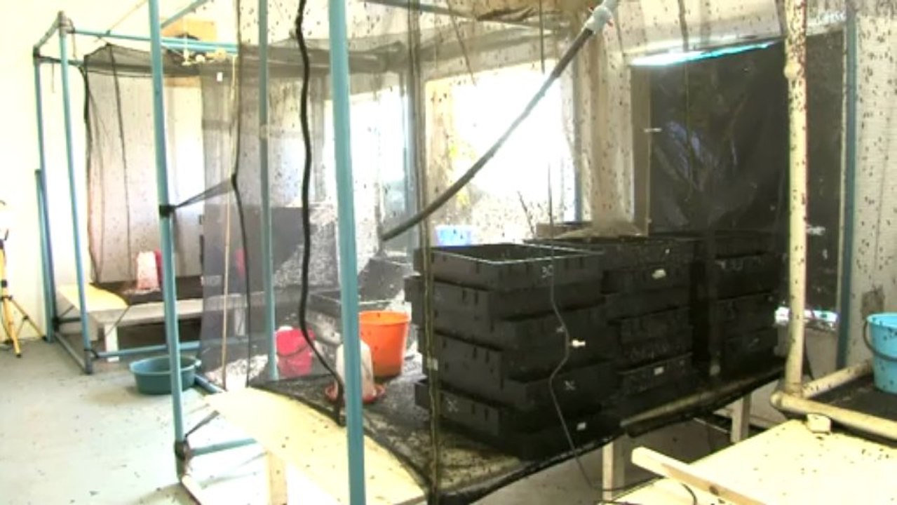 Fliegen zu Tierfutter - Auszeichnung für südafrikanische Firma