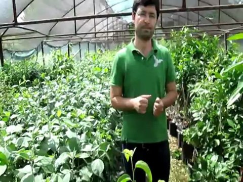 Hangi Bölgeye Hangi Armut Fidanı Dikilir