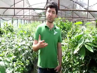 Japon Naşi Aşılı Armut Fidanı Ne Demektir Çeşitleri Hosui,Kosui, Atago