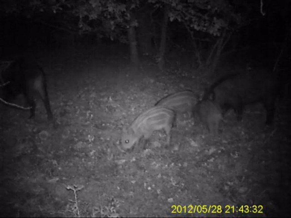 piege photo animaux