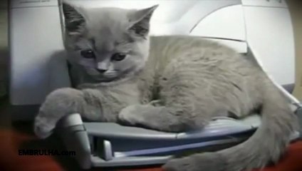 Gato assustado com impressora - EMBRULHA.com