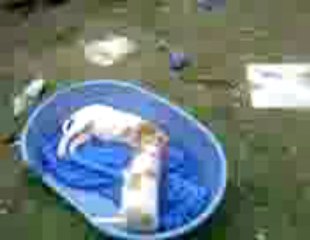 Vidéo bébés Gitane 2