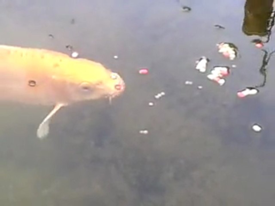 Carpes koi.